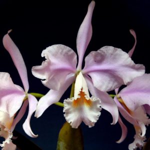 Cattleya warneri concolor x albescens
