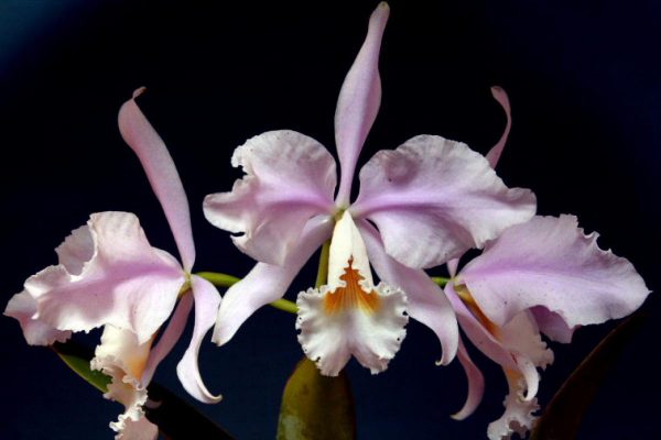 Cattleya warneri concolor x albescens