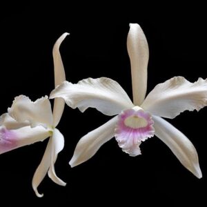 Cattleya purpurata delicata