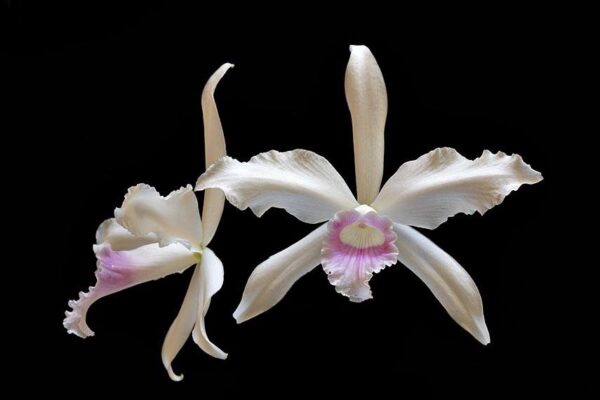 Cattleya purpurata delicata