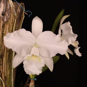 Cattleya lueddemanniana alba Lux