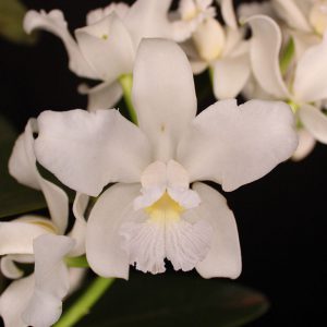 Cattleya amethystoglossa alba x 'Caliman'