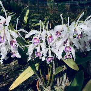 Cattleya maxima semialba 'Bela Vista' x 'Miura'
