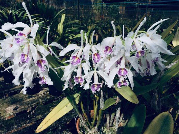 Cattleya maxima semialba 'Bela Vista' x 'Miura'