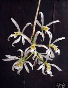 Laelia superbiens alba