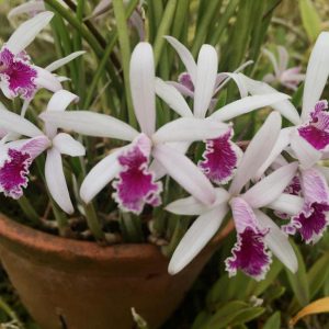 Cattleya lundii tipo