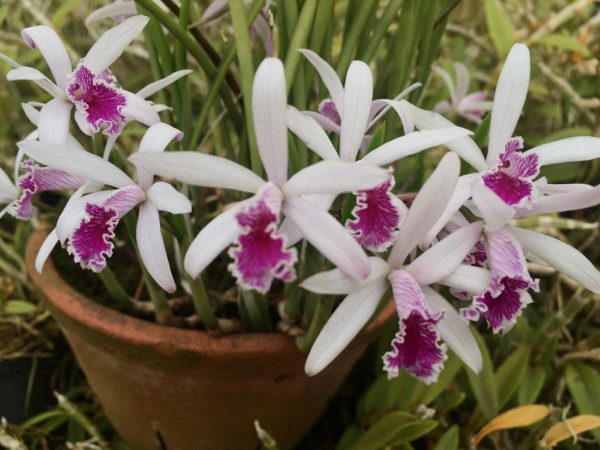 Cattleya lundii tipo