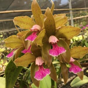 Cattleya granulosa red x flamea