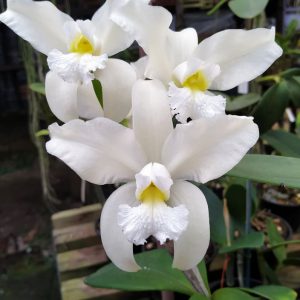 C. amethystoglossa alba “Lorena" x self x alba “Chacara Bela Vista” full plants