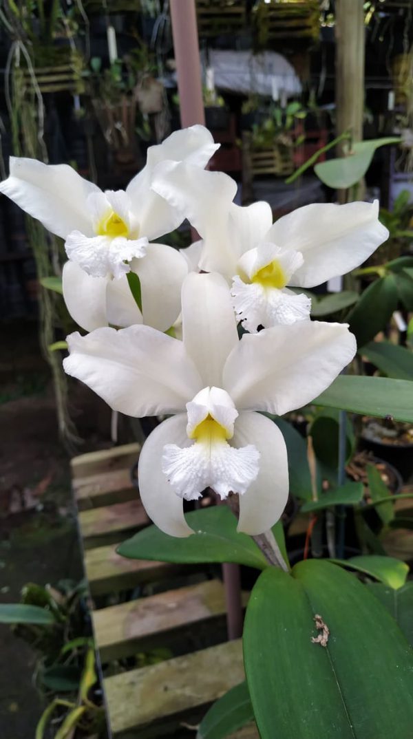C. amethystoglossa alba “Lorena" x self x alba “Chacara Bela Vista” full plants