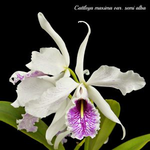 Cattleya maxima semialba x self