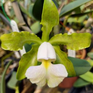 Cattleya schilleriana albescens