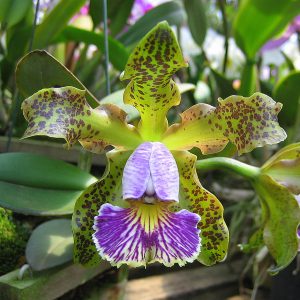 Cattleya schilleriana coerulea ('Gilson' x 'Verde') x sib