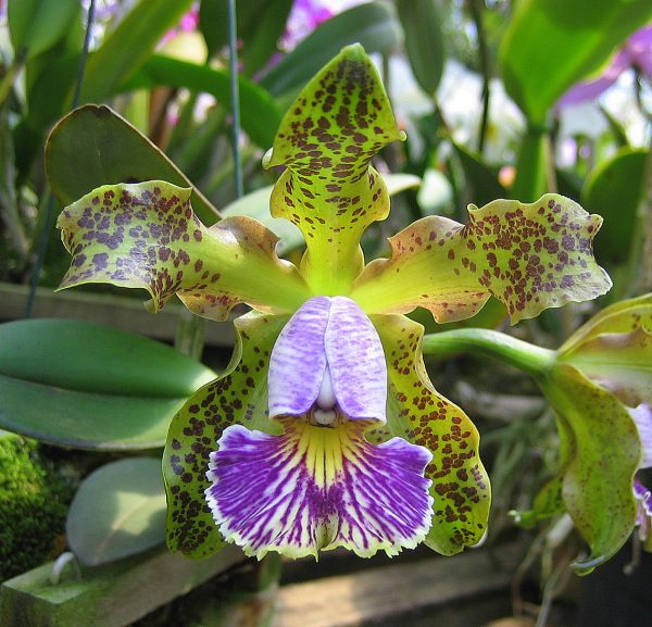 Cattleya schilleriana coerulea ('Gilson' x 'Verde') x sib