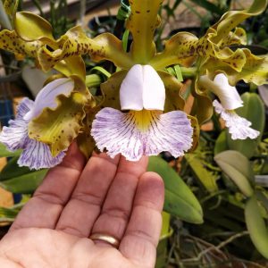 Cattleya schilleriana coerulea ('labelo claro' x 'labelo gigante') X sibling