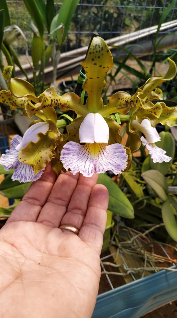 Cattleya schilleriana coerulea ('labelo claro' x 'labelo gigante') X sibling