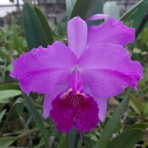 Cattleya lueddemanniana tipo (Tibisay x Yamile) tipo x (Maruja x Mariaux)