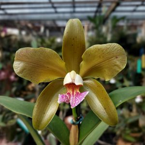 Cattleya schofieldiana tipo 'Caliman' x tipo 'Delfino'