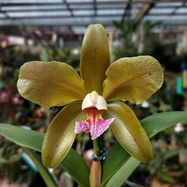 Cattleya schofieldiana tipo 'Caliman' x tipo 'Delfino'