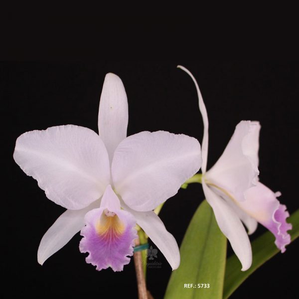 Cattleya trianae coerulea 'Pires'