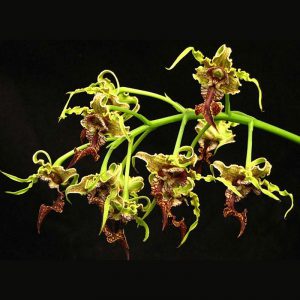 Dendrobium spectabile