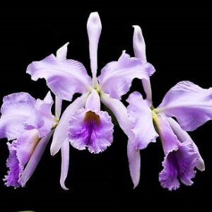 Cattleya jenmanii coerulea x self