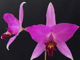Laelia anceps Barkeriana x self