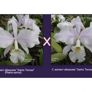 C. warneri amoena “Sta Tereza” X ("Sta. Tereza" x self)