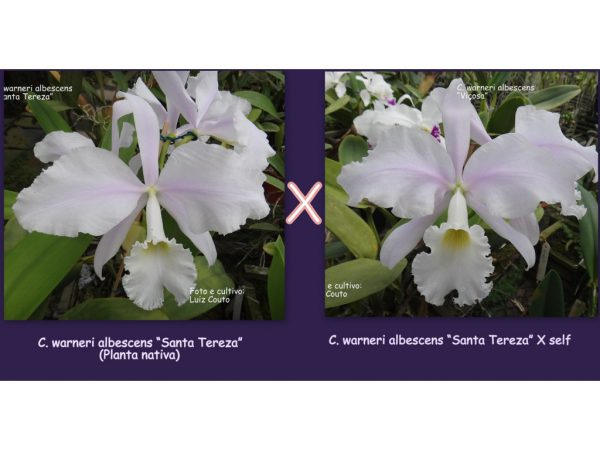 C. warneri amoena “Sta Tereza” X ("Sta. Tereza" x self)