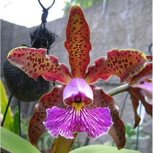 Cattleya schilleriana tipo