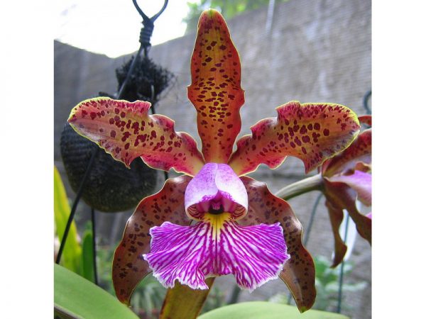 Cattleya schilleriana tipo