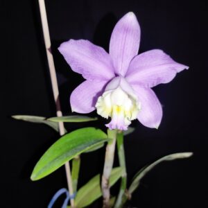 Cattleya loddigesii Clara x striata 'Atiaba'
