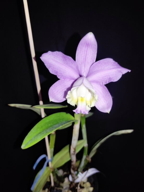Cattleya loddigesii Clara x striata 'Atiaba'