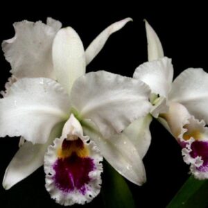 Cattleya labiata semialba BV X semialba