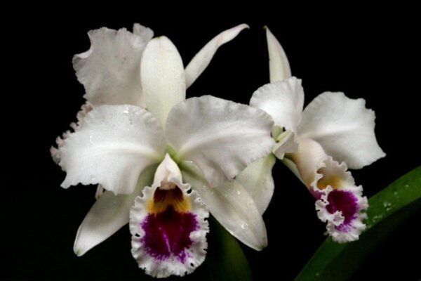 Cattleya labiata semialba BV X semialba