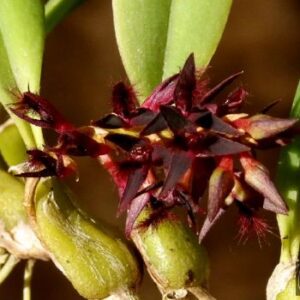 Bulbophyllum saltatorium