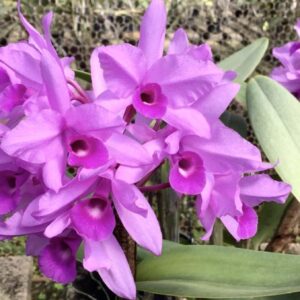 Guarianthe skinneri (Cattleya deckeri)