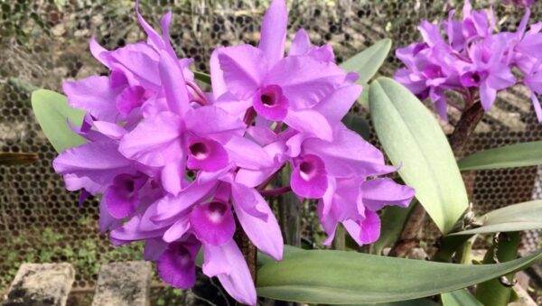 Guarianthe skinneri (Cattleya deckeri)