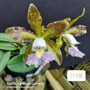 Cattleya schilleriana coerulea1110 E