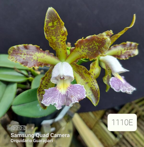 Cattleya schilleriana coerulea1110 E