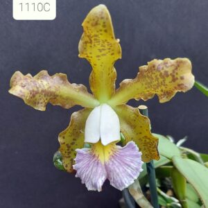 Cattleya schilleriana coerulea 1110 C