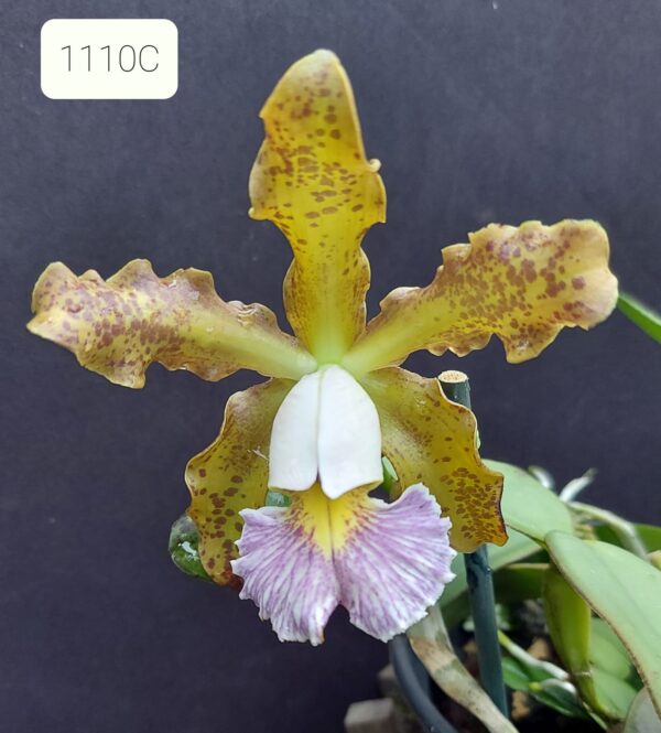 Cattleya schilleriana coerulea 1110 C