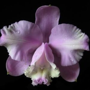 Cattleya loddigesii pelorica x pelorica