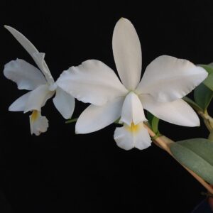 Cattleya violacea alba