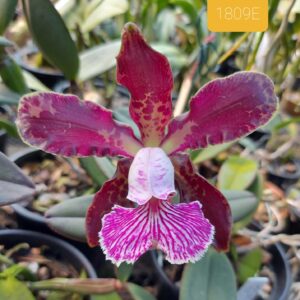 Cattleya schilleriana 1809 B