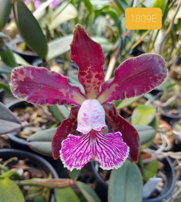 Cattleya schilleriana 1809 B
