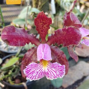 Cattleya schilleriana rubra 1809 F