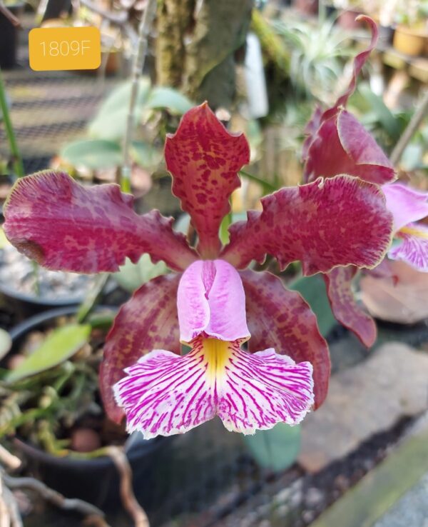 Cattleya schilleriana rubra 1809 F