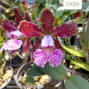 Cattleya schilleriana tipo  2409 A