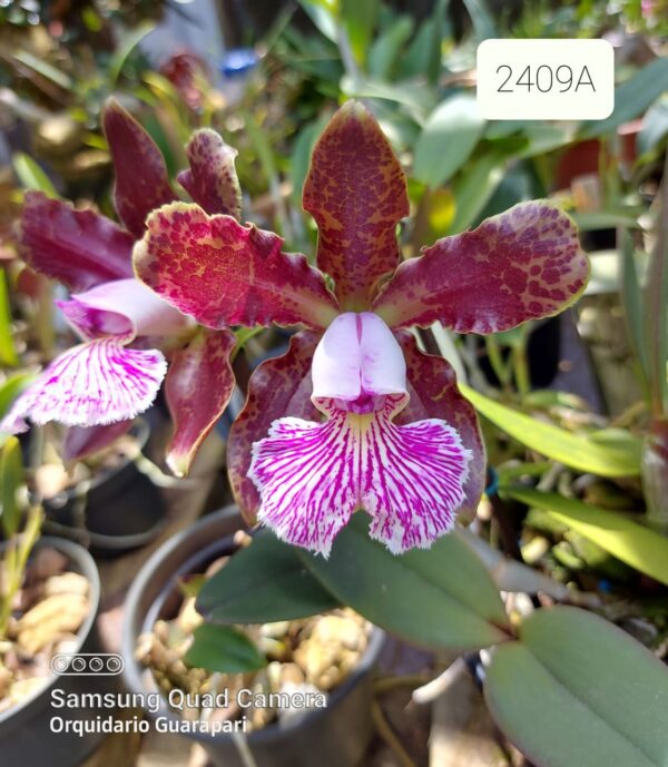 Cattleya schilleriana tipo  2409 A
